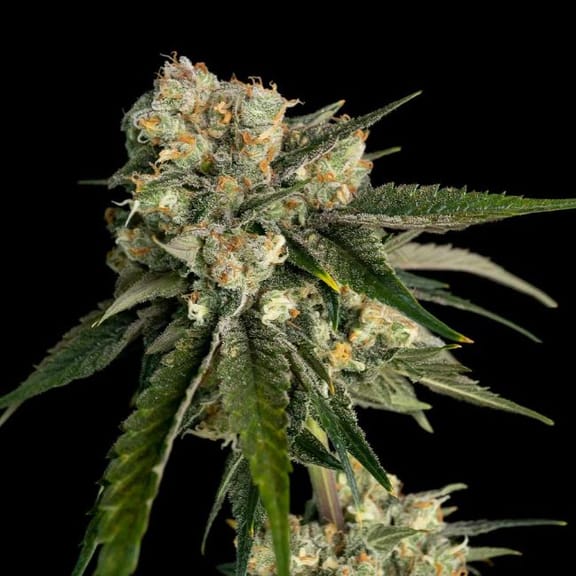 Ice Dream Cake Feminised Seeds-SMAN-ICDC-FEM