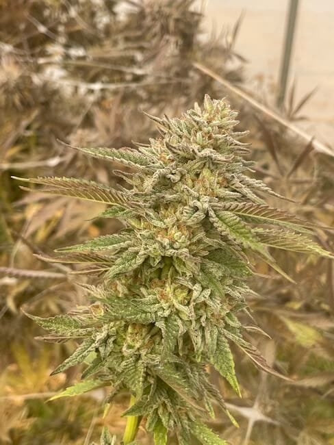 Pineapple OG феминизирани семена-SMAN-PINEOG-FEM