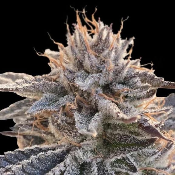 Alaskan Do-Si-Dos Feminized Seeds x 3 - Special Offer-SMAN-ADSD-FEM-3-PROMO