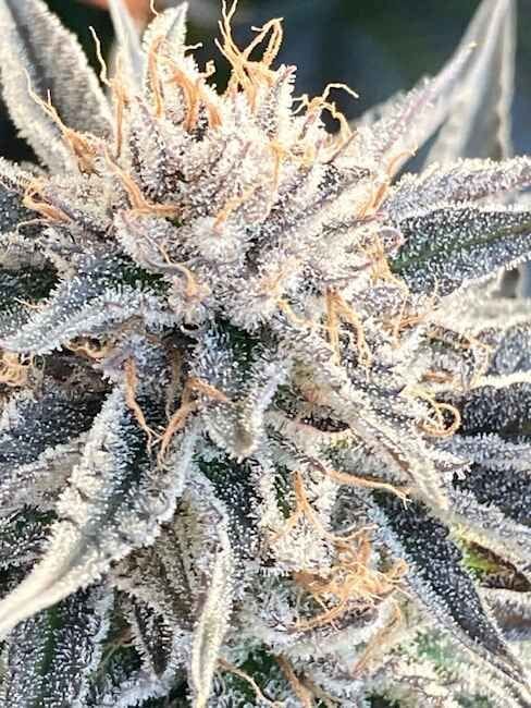 Alaskan Do-Si-Dos феминизирани семена-SMAN-ALDSD-FEM