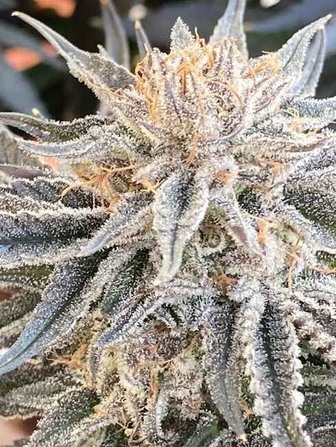 Alaskan Do-Si-Dos феминизирани семена-SMAN-ALDSD-FEM