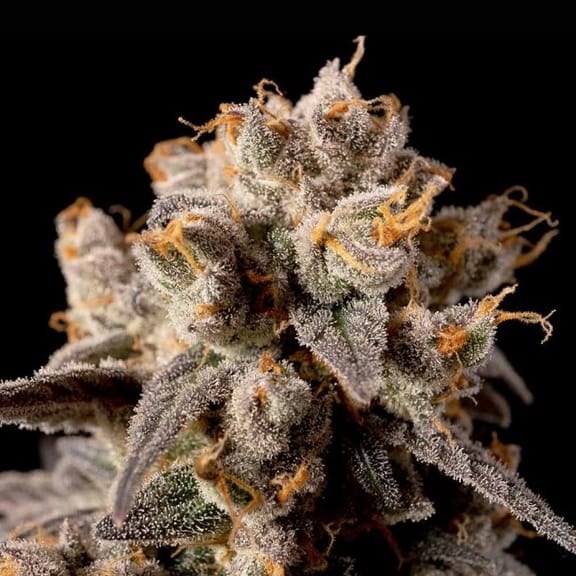 Banana Biscotti F1 Feminised Seeds-SMAN-BABI-FEM
