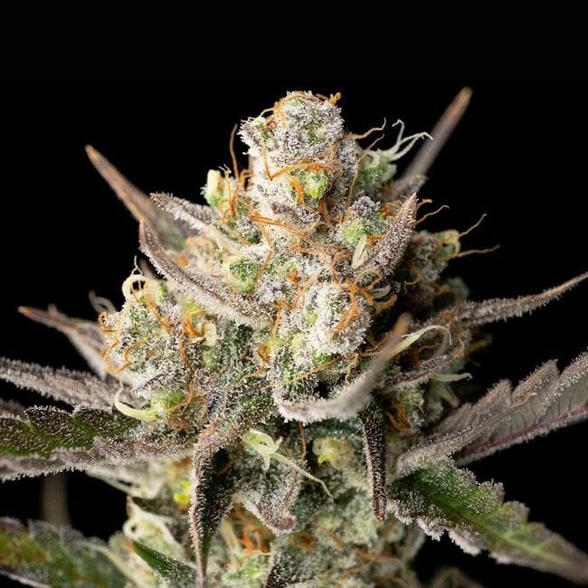 OG Kush Feminisiert Saatgut-SMAN-OGKU-FEM