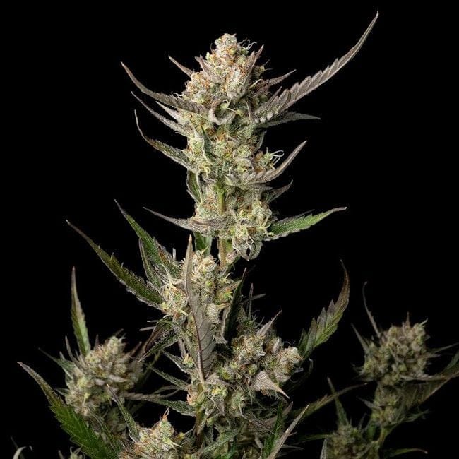 OG Kush Feminisiert Saatgut-SMAN-OGKU-FEM