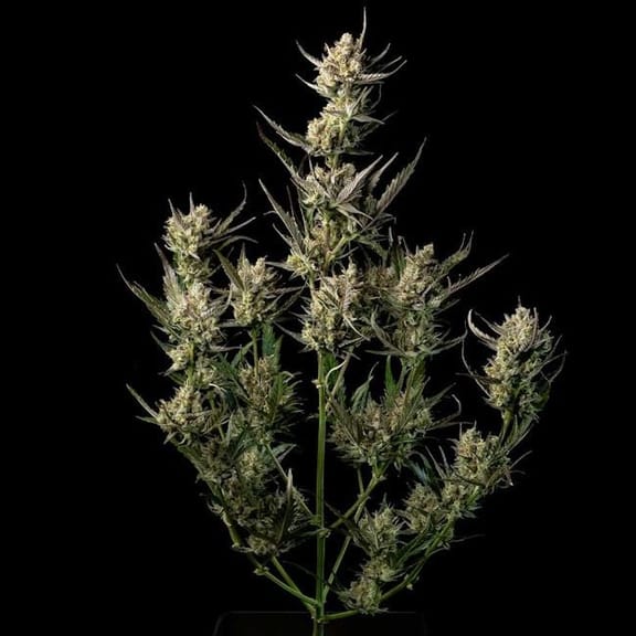 OG Kush Feminisiert Saatgut-SMAN-OGKU-FEM