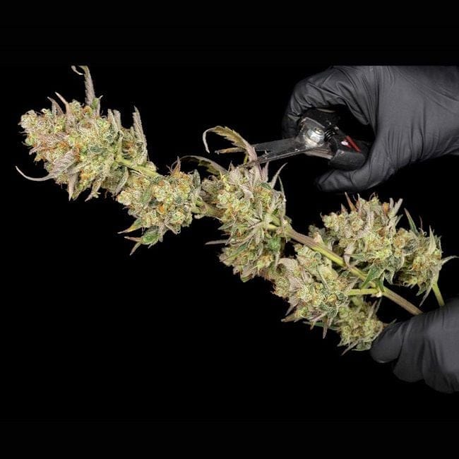 OG Kush Feminisiert Saatgut-SMAN-OGKU-FEM