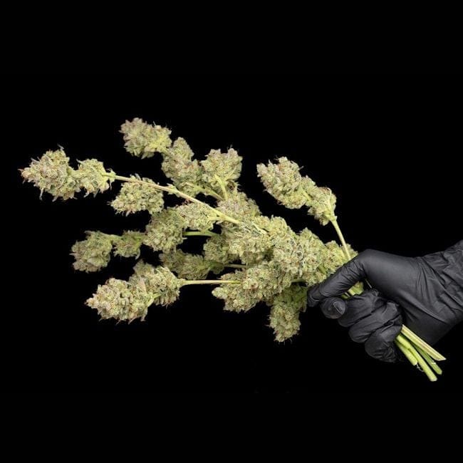 OG Kush Feminisiert Saatgut-SMAN-OGKU-FEM