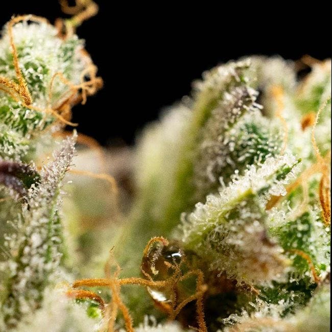 OG Kush Feminisiert Saatgut-SMAN-OGKU-FEM