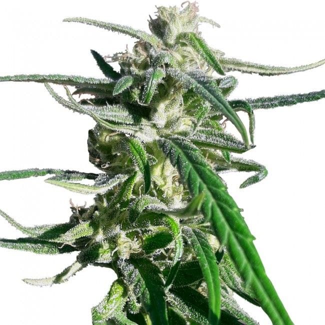 Thai A5 Haze Regular Seeds - 10-ACETHA5HAZREGU10
