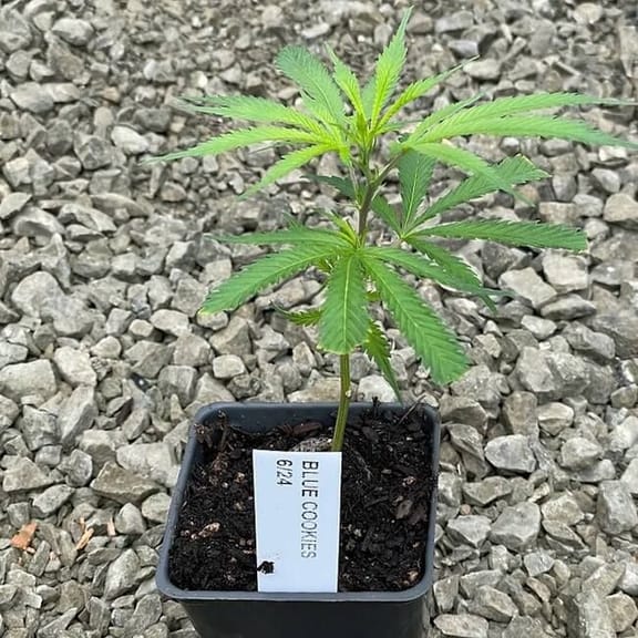 Blue Cookies Clones-SMAN-CL-BLCO-FEM