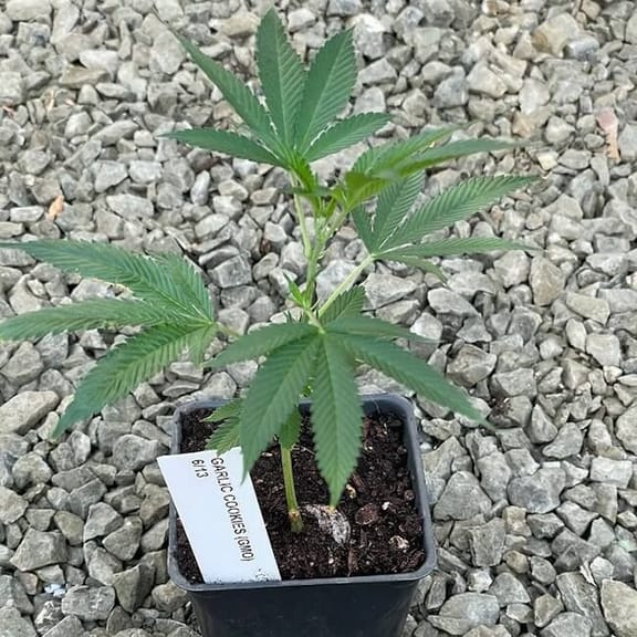 GMO Cookies Clones-SMAN-CL-GMOC-FEM