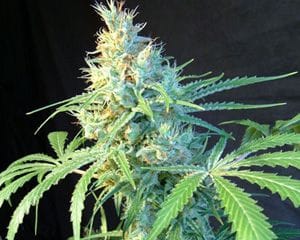 Citrus Feminised Seeds-citrus