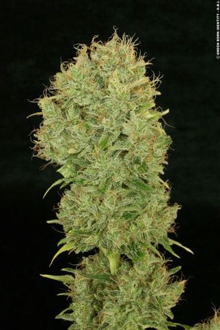 Chocolope Feminized Seeds-DNA-CHOCO-FEM