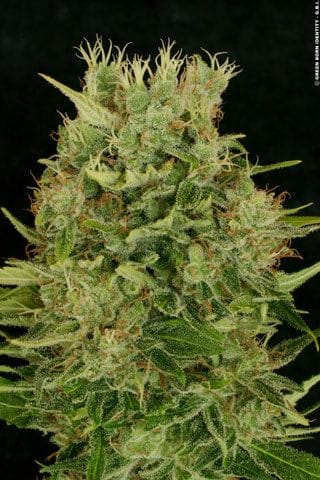 Chocolope Feminized Seeds-DNA-CHOCO-FEM
