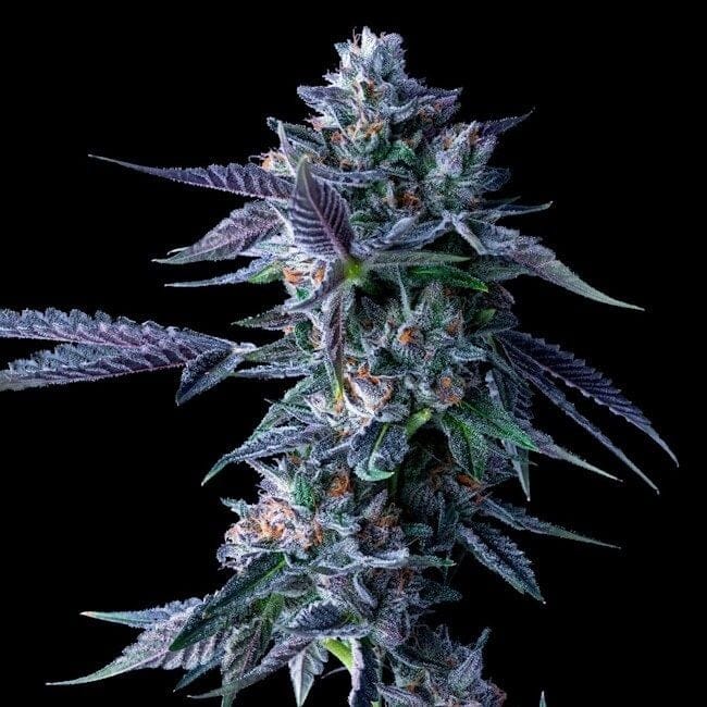 Chocolope Feminisiert Saatgut-DNA-CHOCO-FEM