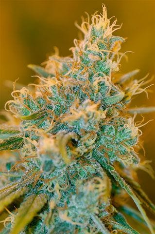 Chocolope Feminized Seeds-DNA-CHOCO-FEM