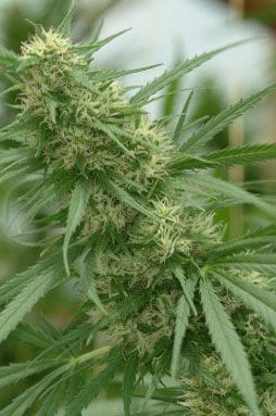 Chocolope Feminized Seeds-DNA-CHOCO-FEM