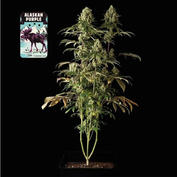 Alaskan Purple Feminised Seeds-SMAN-ALPURP-FEM