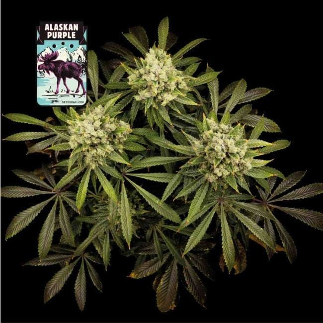 Alaskan Purple Feminised Seeds-SMAN-ALPURP-FEM