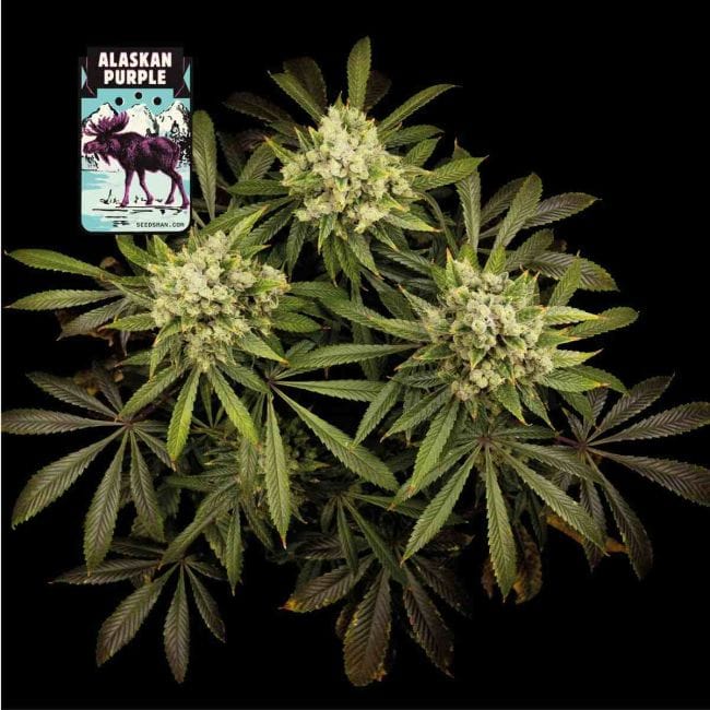 Alaskan Purple Féminisée Semences-SMAN-ALPURP-FEM