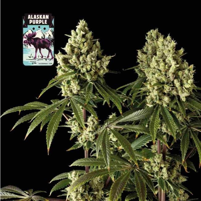 Alaskan Purple Féminisée Semences-SMAN-ALPURP-FEM