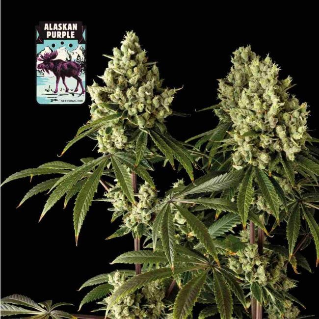 Alaskan Purple Feminised Seeds-SMAN-ALPURP-FEM