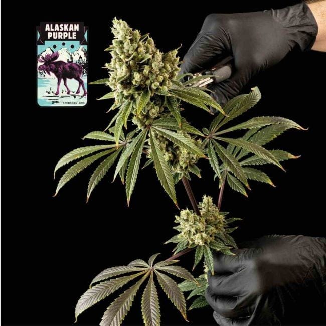 Alaskan Purple Féminisée Semences-SMAN-ALPURP-FEM