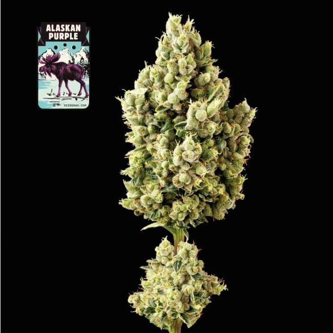 Alaskan Purple Feminised Seeds-SMAN-ALPURP-FEM