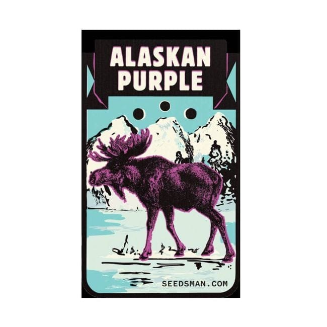 Alaskan Purple Feminised Seeds-SMAN-ALPURP-FEM
