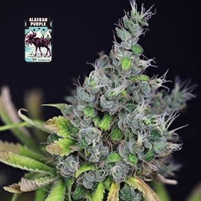 Alaskan Purple Feminised Seeds-SMAN-ALPURP-FEM