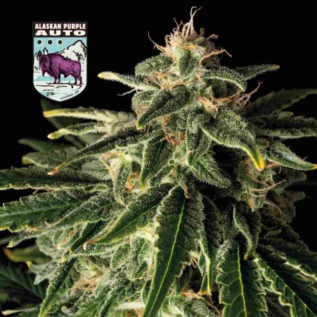 Alaskan Purple Auto Feminised Seeds-SMAN-ALPURP-AUTO-FEM