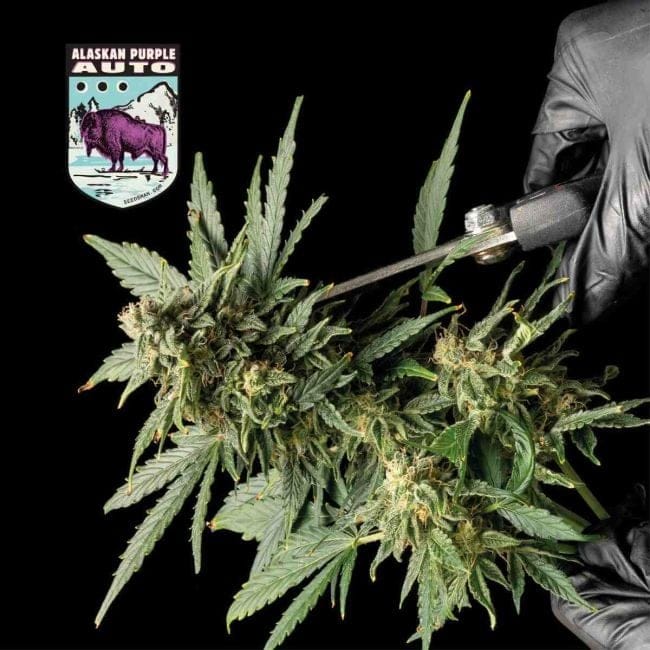 Alaskan Purple Auto Feminized Seeds-SMAN-ALPURP-AUTO-FEM