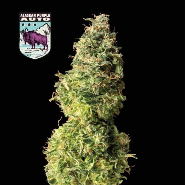 Alaskan Purple Auto феминизирани семена-SMAN-ALPURP-AUTO-FEM