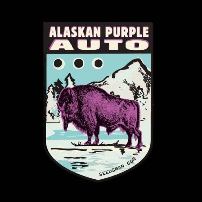 Alaskan Purple Auto феминизирани семена-SMAN-ALPURP-AUTO-FEM