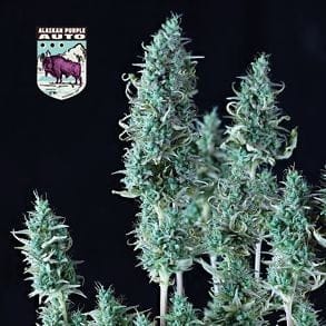 Alaskan Purple Auto феминизирани семена-SMAN-ALPURP-AUTO-FEM