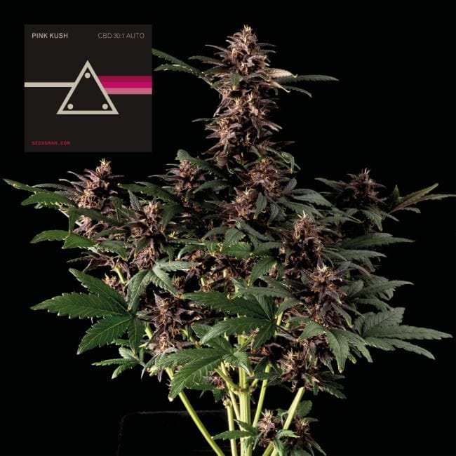 Pink Kush CBD 30:1 Auto Feminisiert Saatgut-SMAN-PINK-CBD-AUTO-FEM
