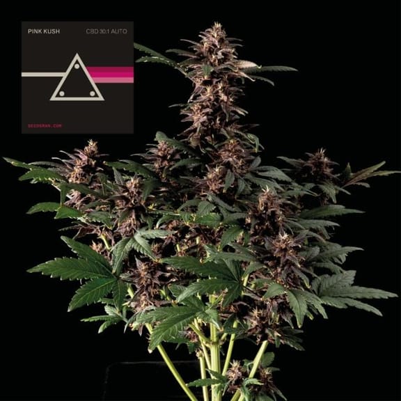 Pink Kush CBD 30:1 Auto Feminised Seeds-SMAN-PINK-CBD-AUTO-FEM