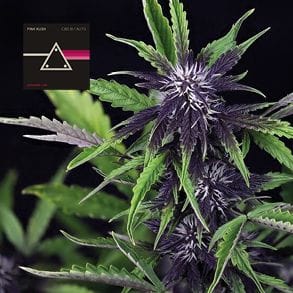 Pink Kush CBD 30:1 Auto Feminized Seeds-SMAN-PINK-CBD-AUTO-FEM