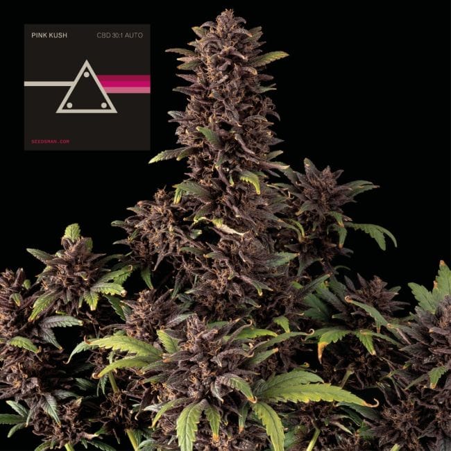 Pink Kush CBD 30:1 Auto Feminised Seeds-SMAN-PINK-CBD-AUTO-FEM