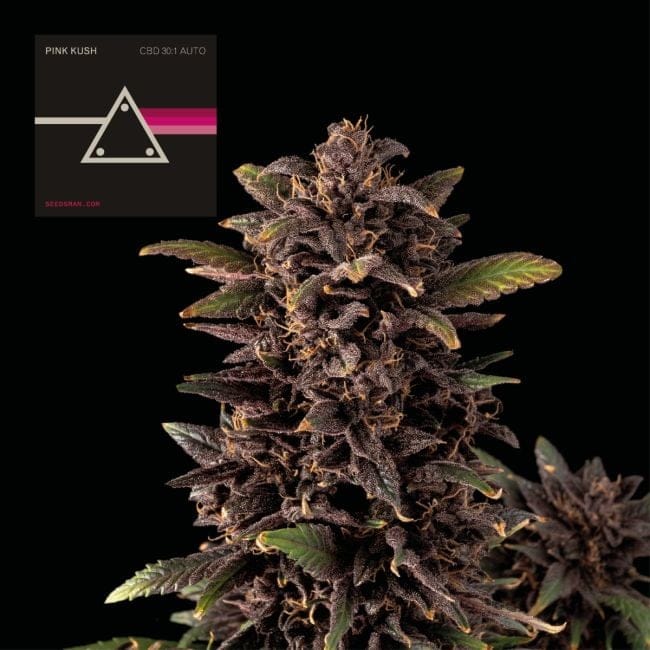 Pink Kush CBD 30:1 Auto Feminised Seeds-SMAN-PINK-CBD-AUTO-FEM