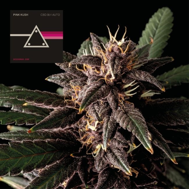 Pink Kush CBD 30:1 Auto Feminisiert Saatgut-SMAN-PINK-CBD-AUTO-FEM
