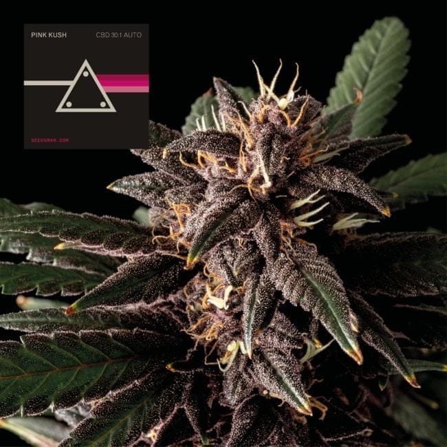 Pink Kush CBD 30:1 Auto Feminised Seeds-SMAN-PINK-CBD-AUTO-FEM
