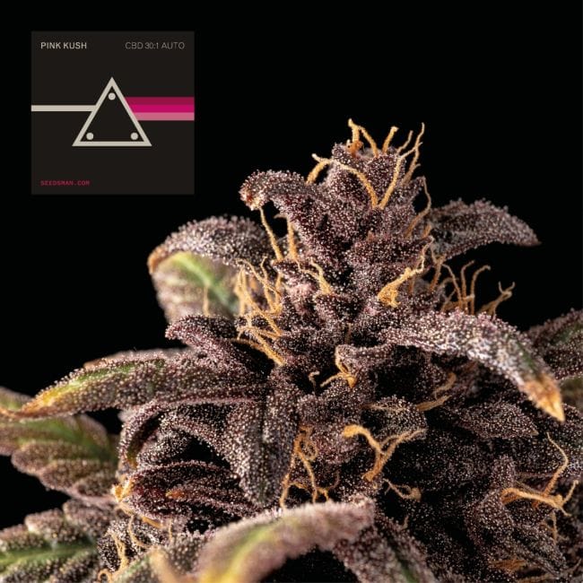 Pink Kush CBD 30:1 Auto Feminisiert Saatgut-SMAN-PINK-CBD-AUTO-FEM