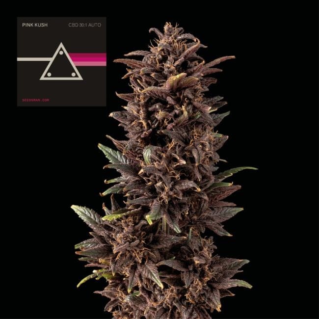 Pink Kush CBD 30:1 Auto Feminisiert Saatgut-SMAN-PINK-CBD-AUTO-FEM