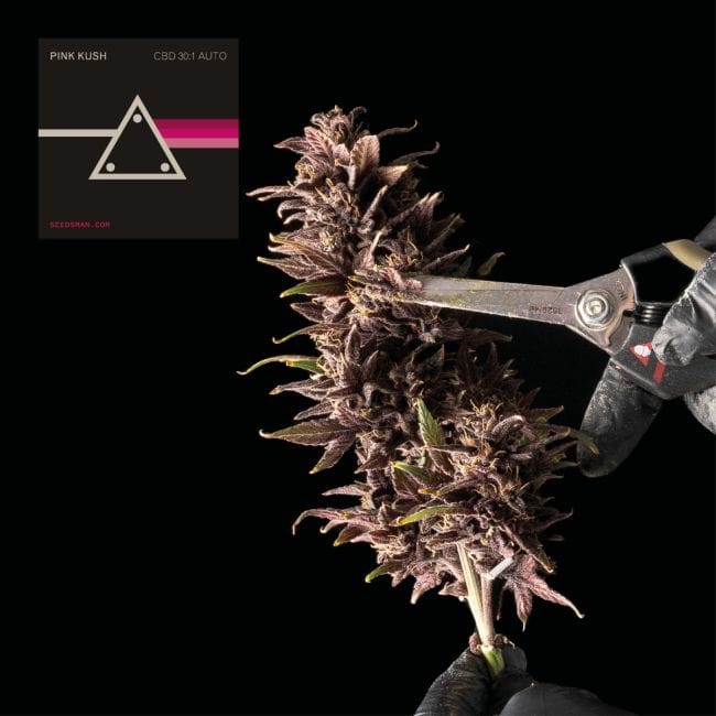 Pink Kush CBD 30:1 Auto Feminized Seeds-SMAN-PINK-CBD-AUTO-FEM