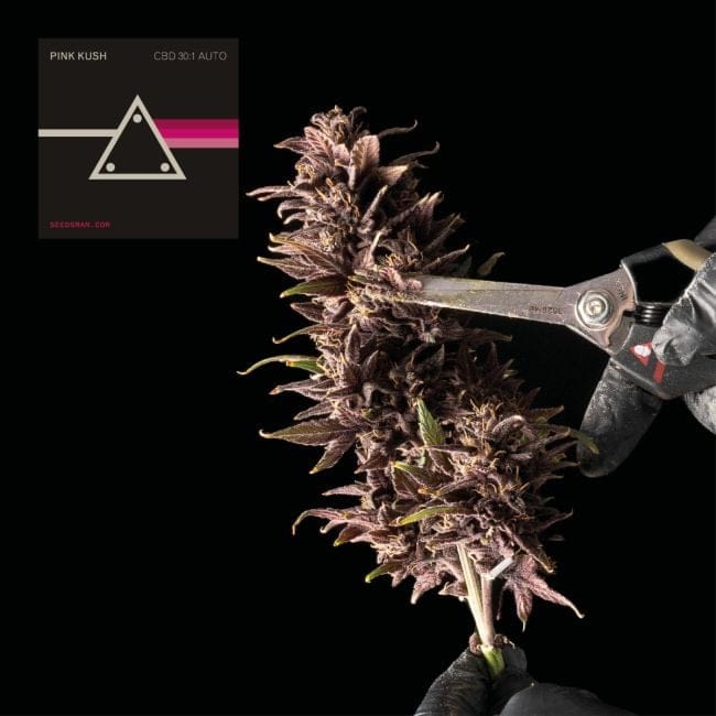 Pink Kush CBD 30:1 Auto Feminised Seeds-SMAN-PINK-CBD-AUTO-FEM