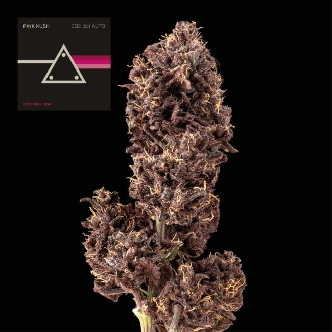 Pink Kush CBD 30:1 Auto Feminisiert Saatgut-SMAN-PINK-CBD-AUTO-FEM