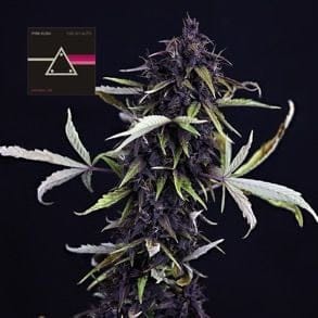 Pink Kush CBD 30:1 Auto Feminisiert Saatgut-SMAN-PINK-CBD-AUTO-FEM
