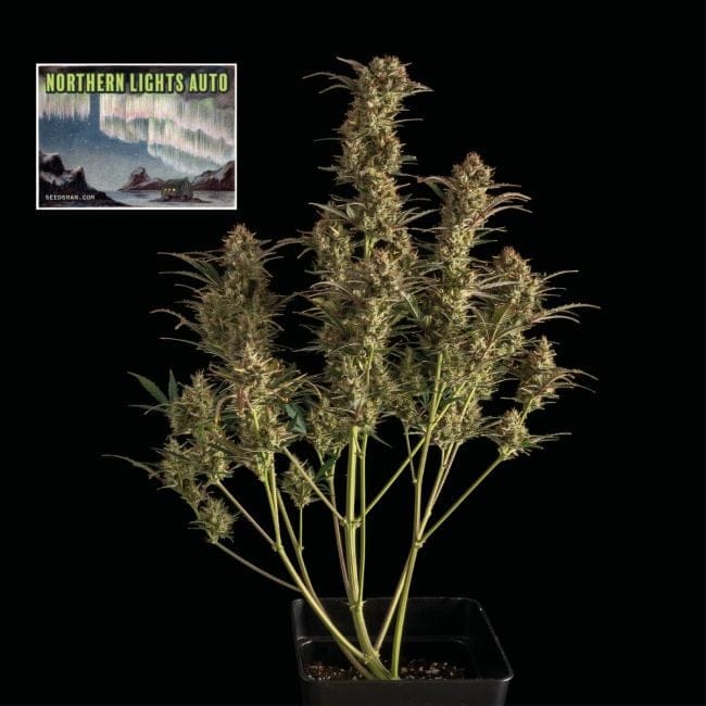 Northern Lights Auto Feminised Seeds-SMAN-NL-AUTO-FEM