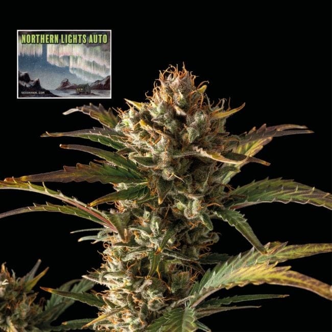 Northern Lights Auto Feminised Seeds-SMAN-NL-AUTO-FEM